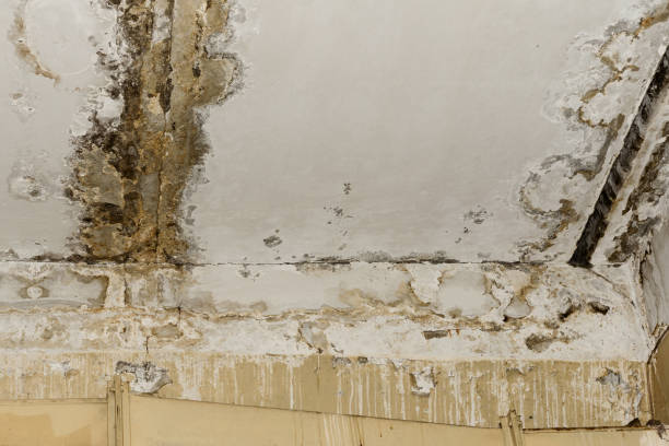 Best Attic Mold Removal  in Ruidoso Downs, NM