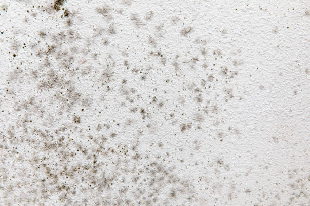 Best Water Damage & Mold Remediation  in Ruidoso Downs, NM