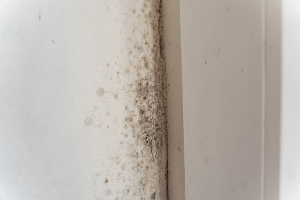 Best Mold Odor Removal Services  in Ruidoso Downs, NM