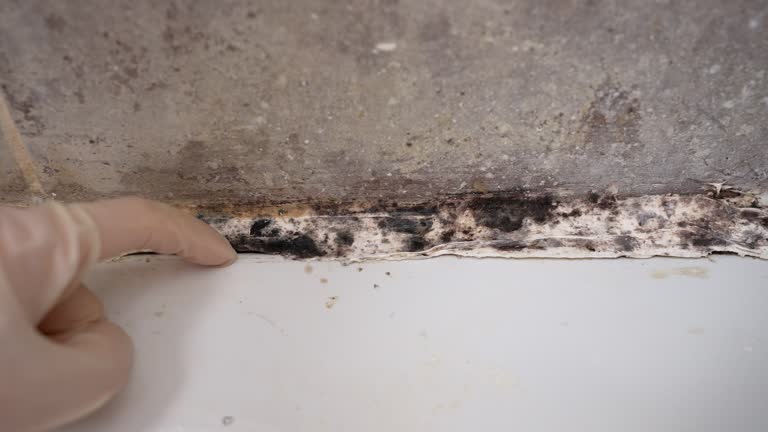 Trusted Ruidoso Downs, NM Mold Removal Experts